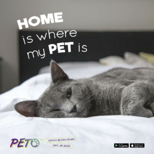 peto blog image